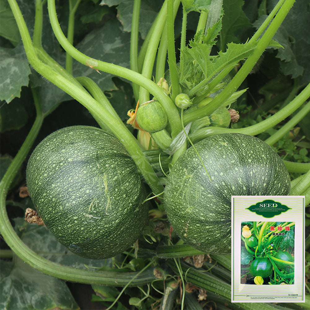 Round Zucchini Seeds - Black Pearl F1 Hybrid with High Productivity ...