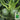 Black Pearl Zucchini Seeds, 100 Seeds