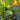 Black Pearl Zucchini Seeds, 100 Seeds