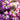 Poor man's Orchid (Schizanthus pinnatus) Seeds, 200 Seeds