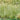 Cloud Grass Seeds, 1000 Seeds