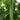 Silver Jubilee Pearl Bitter Gourd F1 Seeds, 20 Seeds
