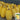 Paizha No.1 Spaghetti Squash Seeds, 10g
