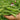 Large-Pod Snow Pea Seeds, 50g