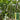 ‘Green Dragon F1 · 188’ Cucumber Seeds, 20g