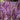 Purple Salvia Seeds, 100 Seeds