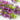 Lemon Mint Seeds, 100 Seeds
