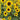 Bonsai Sunflowers Seeds, 3g
