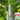 Taiwan Small Wax Gourd Seeds, 200 Seeds