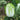 Improved 'Qingza No.3' Chinese Cabbage Seeds, 5g