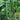 Zhongnong Spring-Autumn Hybrid Cucumber F1 Seeds, 3g