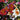 Painted Tongue Seeds, 250 Seeds