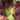 Crimson Wrap Lettuce Seeds, 2g