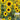 Chihuahua Dwarf Ornamental Sunflower Seeds, 3g