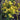 Wavyleaf Sea Lavender (Yellow) Seeds, 200 Seeds