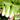 'Fushi' Fast-Growing Chinese Cabbage Seeds, 10g