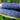 Kids' Choice: 4 Baby Blue Jade Corn Seeds