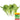 '168' Fast-Grow Bok Choy Seeds, 10g