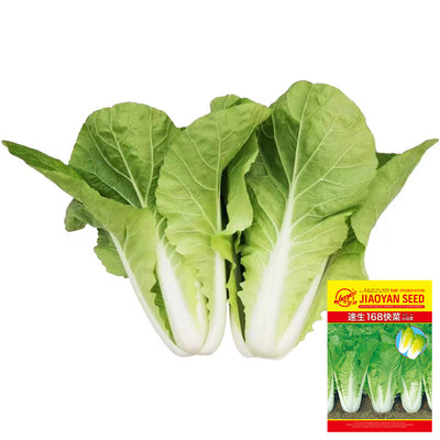 Chinese Cabbage