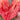 'Mango Honey' Red Banana Tomato Seeds