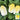‘Golden Pearl’ Baby Cabbage Seeds, 5g