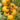 'Golden Apple' Big Yellow Tomato Seeds, 20 Seeds