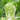 'Jiaoshu Autumn-King' Chinese Cabbage Seeds, 10g