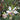 White Gaura Seeds, 100 Seeds