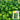 Spicy Chili Pepper Seeds, 1000 Seeds