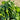 Lvyou No.12 Youcaitai Seeds, 10g