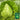 Oxheart Cabbage Seeds, 100 Seeds
