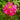 Rose Red Spider Flower Seeds, 200 Seeds