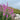 fireweed Seeds, 50 Seeds