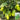 ‘Green Crown’ F1 Eggplant Seeds, 10g