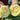 Japanese Sweet Treasure Melon Seeds, 80 Seeds