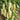 Baifumei White Chili Pepper Seeds, 15 Seeds