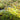 Twisted Moss Seeds, 500 Seeds
