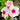 Pink Madagascar Periwinkle Seeds, 100 Seeds
