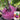 Jinchuan Purple Crown Kohlrabi Seeds, 10g