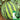 “Jinxiu Tianwang” Watermelon Seeds, 200 Seeds