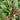 Zixia Red Willow-Leaf Amaranth Seeds, 10g