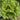 Chrysanthemum Salad Lettuce Seeds, 1g