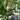 Emerald No.9' Dark Green Sweet Melon Seeds, 50 Seeds