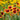 Blanket Flower (Gaillardia aristata) Seeds, 100 Seeds