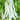 Continuously Harvestable Nine-grain White Kidney Bean Seeds, 5 × 10g Bags