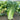 'Jinqi No.5' Chinese Cabbage Seeds, 5g
