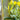 Tea Plant (Camellia sinensis) Seeds, 50 Seeds