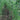 Ganzhimei Yardlong Bean Seeds, 5 × 50-seed Bags