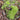 White Cushion Moss Seeds, 500 Seeds