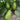 ‘Green Crown’ F1 Eggplant Seeds, 10g